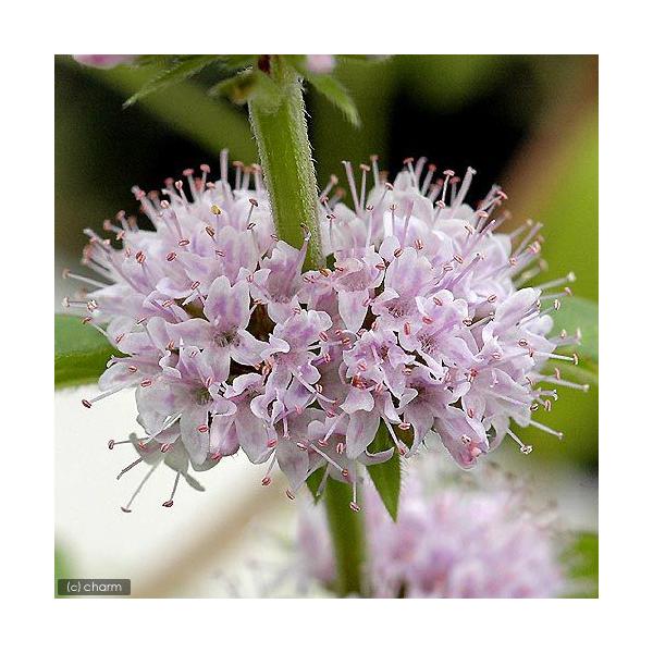 irIg[vjA@jznbJ@iP|bgj@A@ƒ؉ixԁj