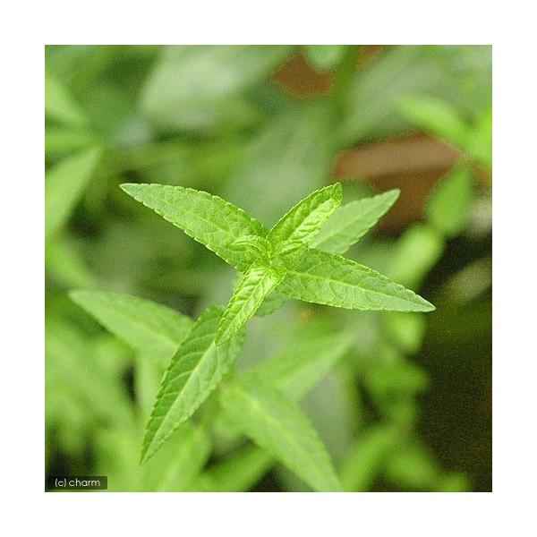 _aqua　_gardening　金魚・メダカ　水辺植物　水生植物　有茎種　枝もの　ガーデニング　その他水辺植物　all_plants　lkwe633rガーデニング　biobonus1　bio_130715　植物　植物生体　ガーデニング生体...