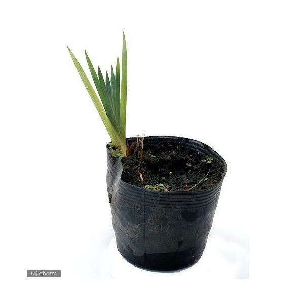 （ビオトープ）水生植物　八重咲きキショウブ（１ポット）　湿性植物