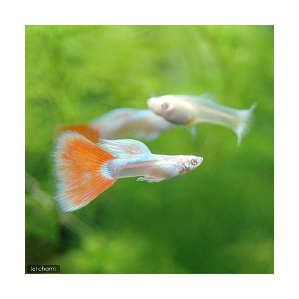 PF_SPQ　熱帯魚・エビ他　グッピー　ＲＲＥＡ系　ＲＲＥＡ・アクアマリンレッド　パンジー　国産ブリード　１ペア　fish_database　ＲＲＥＡジャパンブルーレッドテールタキシード　aqua_life201103　fish_magaz...