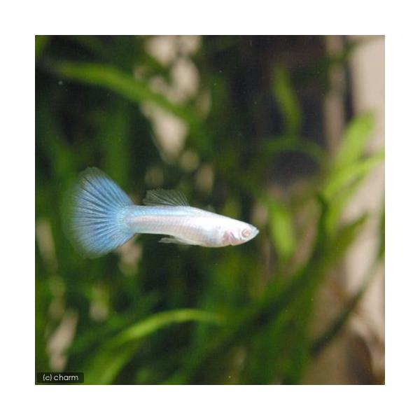 チャーム（charm） （熱帯魚）RREA・スーパーホワイト・グッピー
