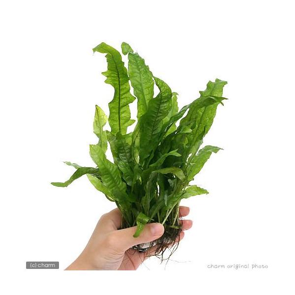 熱帯魚　mzks_winter01　oahnva　vndawas　wptop5_190710　陰性水草　低光量　greenplants　p5mizbrk2305　y22m01