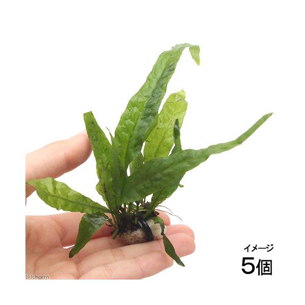 ijΕt@~N\E@vevXiTj