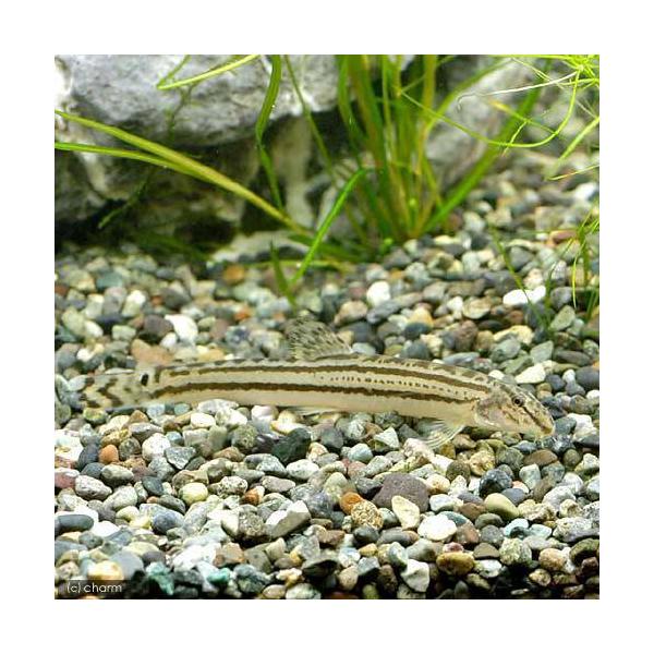 _fish　_aqua　生体　熱帯魚・エビ他　日本産淡水魚　日淡　川魚　Ｃｏｂｉｔｉｓ　ｓｐ．　スジシマドジョウ　ドジョウ　Sサイズ　kaijyo　y23m03