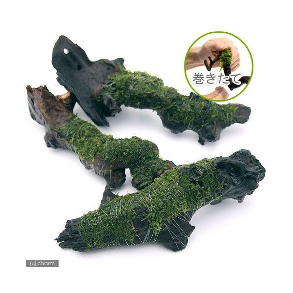 熱帯魚 アクアリウム ウィローモス 流木」の人気商品一覧 | 安い商品を