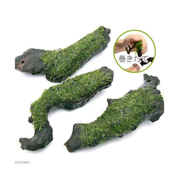 ijā@EB[X@؁@lTCYiQOjitji_jiP{j