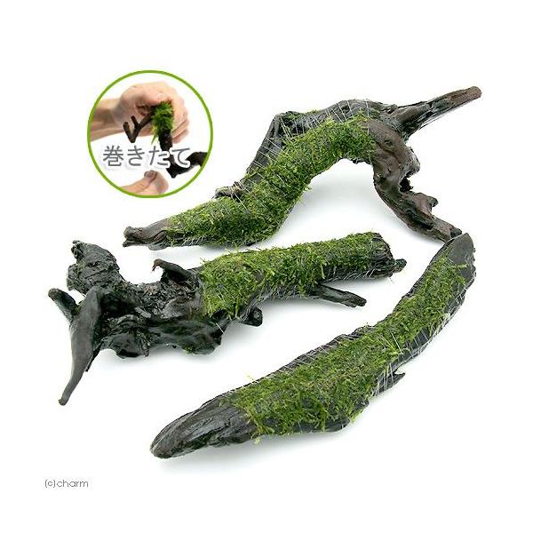 ijā@EB[X@؁@kTCYiQTjitji_jiP{j