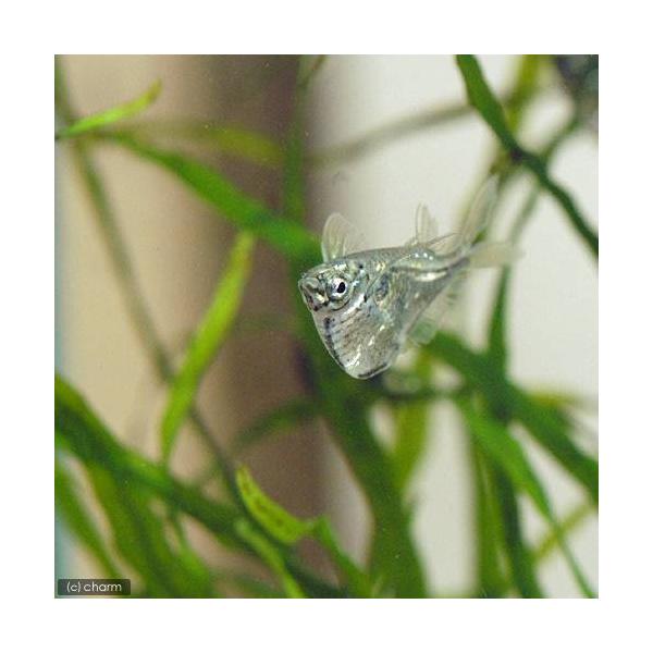 _aqua　熱帯魚・エビ他　カラシン　テトラ等　南米産　小型種　ハチェット系　マーサ・ハチェット　４匹　Ｃａｒｎｅｇｉｅｌｌａ　ｍａｒｔｈａｅ　ブラックウィング・ハチェット　terra_seitai　hachet_life0　kaijyo　...