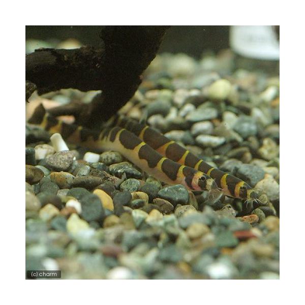 PF_SPQ　_aqua　熱帯魚・エビ他　ローチの仲間　ドジョウ系　クーリーローチ　３匹　fish_database　コイ　ラスボラ等　ローチ・ボーシャ　ビギナーにオススメ　Ｐａｎｇｉｏ　ｋｕｈｌｉｉ　fish_　wsf・エビ　corydo...