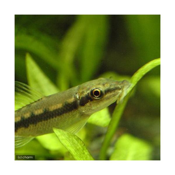 PF_SPQ　熱帯魚・エビ他　ローチの仲間　タニノボリ・吸い付き系　アルジーイーター　４匹　fish_database　Gｙｒｉｎｏｃｈｅｉｌｕｓ　ａｙｍｏｎｉｅｒｉ　ビギナーにオススメ　食べさせる　コイ　ラスボラ等　アルジーイータ　_fi...