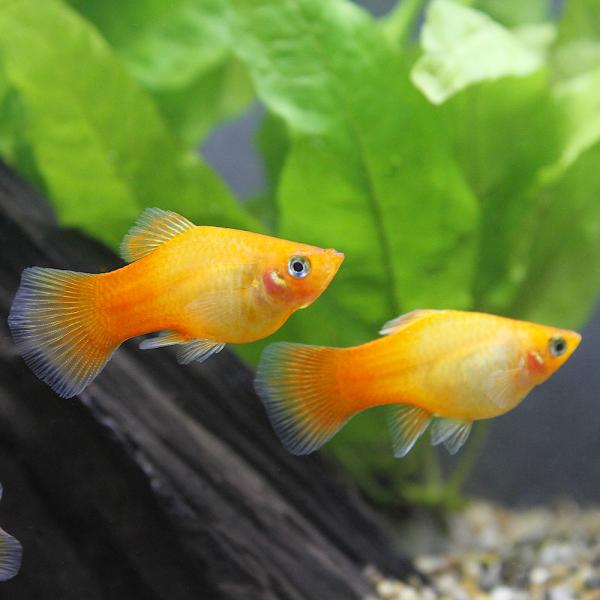 PF_SPQ　_aqua　熱帯魚・エビ他　プラティ・卵胎生メダカ　プラティの仲間　サンセット・プラティ　４匹　fish_database　Ｘｉｐｈｏｐｈｏｒｕｓ　ｍａｃｕｌａｔｕｓ　ｖａｒ．　メダカの仲間　ビギナーにオススメ　2011112...