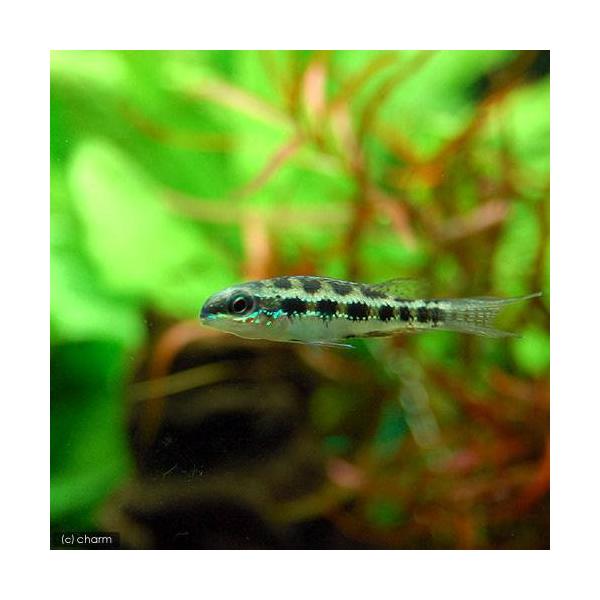 熱帯魚・エビ他　シクリッド　アピスト・ラミレジィ・他　チェッカーボード・シクリッド　チェッカーボードシクリッド　ワイルド　２匹　中南米産　Ｄｉｃｒｏｓｓｕｓ　ｆｉｌａｍｅｎｔｏｓｕｓ　ディクロッススフィラメントーサス　ディクロススフィラメン...