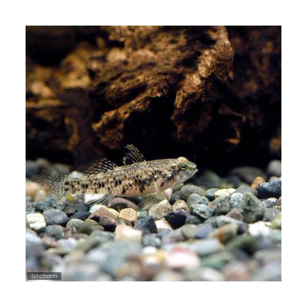 生体　muryotassei_800_899　_aqua　熱帯魚・エビ他　日本産淡水魚　日淡　川魚　ヒナハゼ　ハゼの仲間　１匹　Ｒｅｄｉｇｏｂｉｕｓ　ｂｉｋｏｌａｎｕｓ　nittanmiryoku_haze　beginerhp_gobee　...