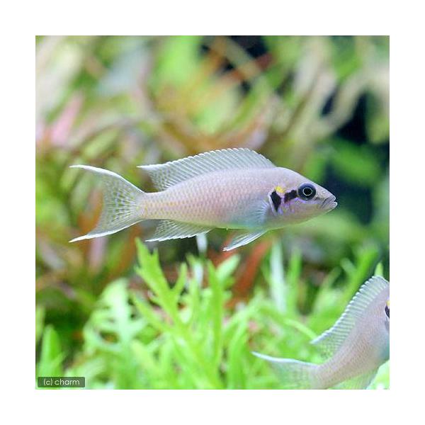 PF_SPQ　_aqua　熱帯魚・エビ他　シクリッド　種類で選ぶ　アフリカンシクリッド　ネオランプロローグス・ブリチャージ　2匹　fish_database　アフリカ産　ビギナーにオススメ　Neolamprologus　brichardi　...