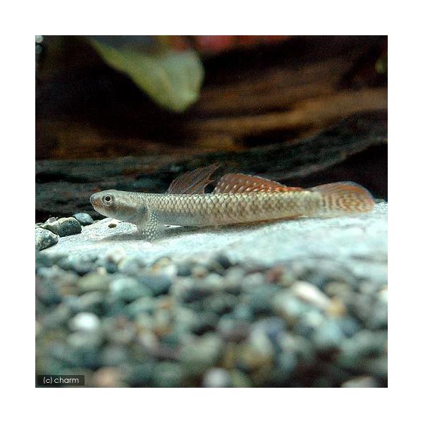 PF_SPQ　熱帯魚・エビ他　その他の熱帯魚　ハゼ・ゴビーの仲間　ニジイロボウズハゼ　２匹　ハゼの仲間　Ｓｔｉｐｈｏｄｏｎ　ｓｐ．　レッドネオンゴビー　レッドフィンレインボーゴビー淡水生体　beginerhp_gobee　wsdfgfd01...