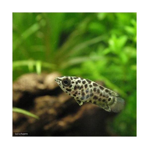 PF_SPQ　_aqua　熱帯魚・エビ他　ベタ・グラミー・アナバス　スネークヘッド・他　レオパードクテノポマ　１匹　fish_database　ベタ・グラミー　その他　kagrw72　kjprs52　africantropicalfish　...