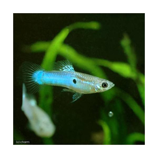 グッピー ペア 総合 Favofavoitems