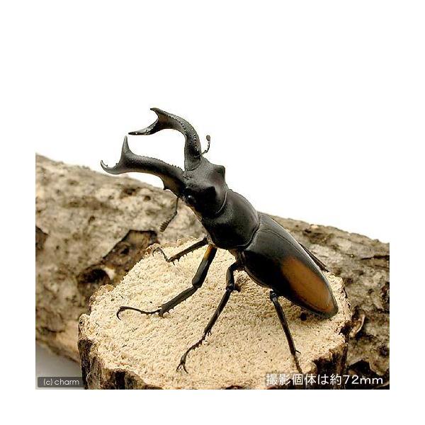 PF_SPQ　nesia_insect　▲クワガタ　シカ・フタマタ　カブト・クワガタ・用品　カブトムシ・クワガタ　Ｂ品　オドントラビス・ネブト　▲セアカフタマタクワガタ“スマトラ産”（ＷＤ）　20100817　YM　eD3Wi　パリ―フタマ...