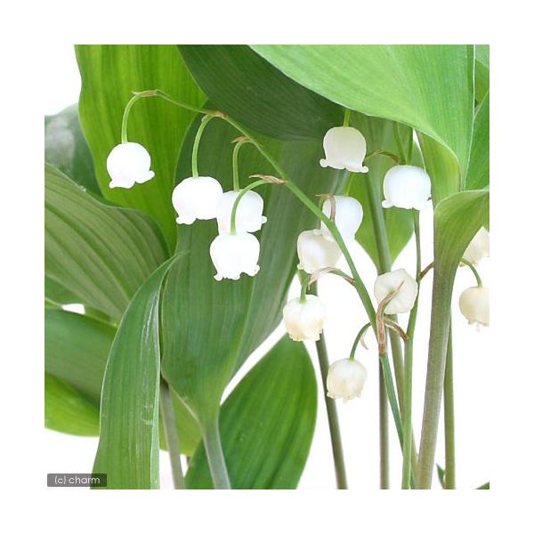 _gardening　ガーデニング　山野草　草花盆栽　スズラン　鈴蘭　君影草　Ｃｏｎｖａｌｌａｒｉａ　majalis　ｖａｒ．ｋｅｉｓｋｅｉ　20140526　ＭＳ　植物　植物生体　ガーデニング生体　日本スズラン　ニホンスズラン　キジカクシ...