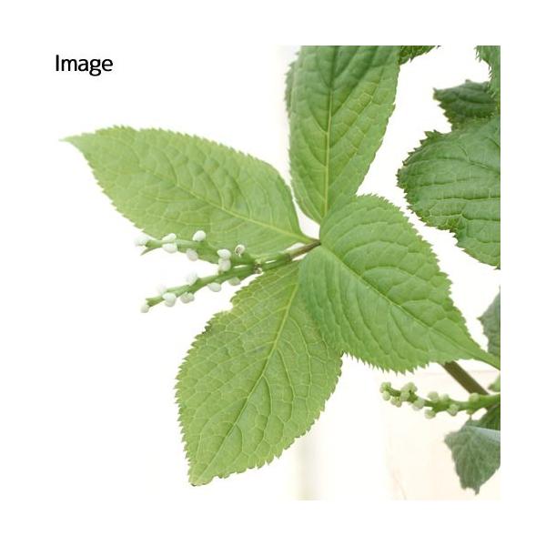 _gardening　ガーデニング　山野草　二人静　Ｃｈｌｏｒａｎｔｈｕｓ　ｓｅｒｒａｔｕｓ　sannyasou_2014　20140626　ＭＳ　ＨＴ　植物　植物生体　ガーデニング生体　育て方　育成方法　栽培方法　bnr_hrgmgr　1...