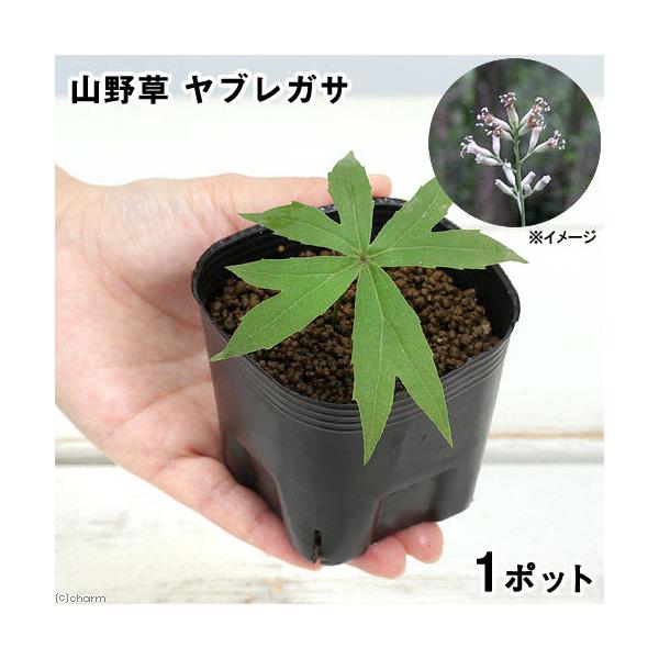 iR쑐jR؁@uKTiVhPj@RiP|bgj@ƒ؉ixԁj