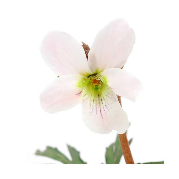 iR쑐jX~i俁jGCUX~ibR俁j@ԐF܂@QDT`RiP|bgjixԁj