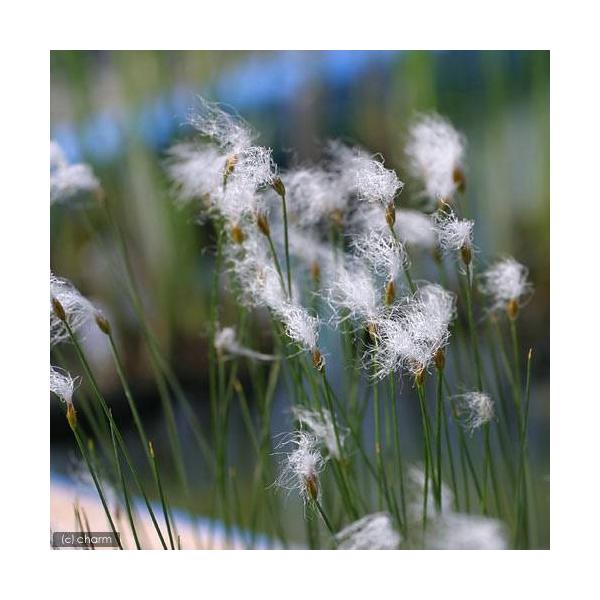 iR쑐jq^XQiP侁jiP|bgjixԁj