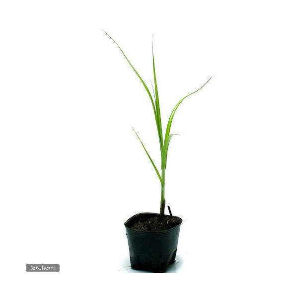 iR쑐jELKijiP|bgjixԁj