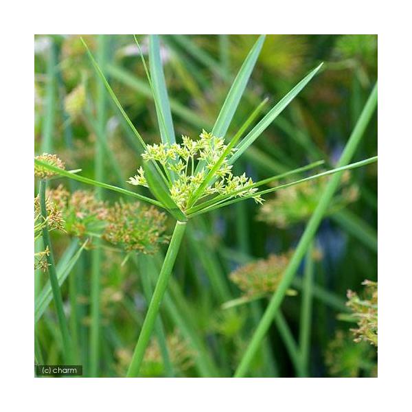 iR쑐jVKciJJTJcjiR|bgjixԁj