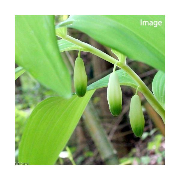 _gardening　ガーデニング　山野草　アマドコロ　甘野老　Ｐｏｒｙｇｏｎａｔｕｍ　ｏｄｏｒａｔｕｍ　キジカクシ科　アマドコロ属　苗　盆栽苗　20140625　ＭＳ　育て方　育成方法　栽培方法　y20m01