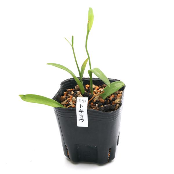 _gardening　ビオトープ　ウォーターガーデン　水辺植物　水生植物　朱鷺草　鴇草　Pogonia　japonica　日本トキソウ　オーナメンタルグラス　線形状　ガーデニング　all_plants　山野草　sanyasou140619　...