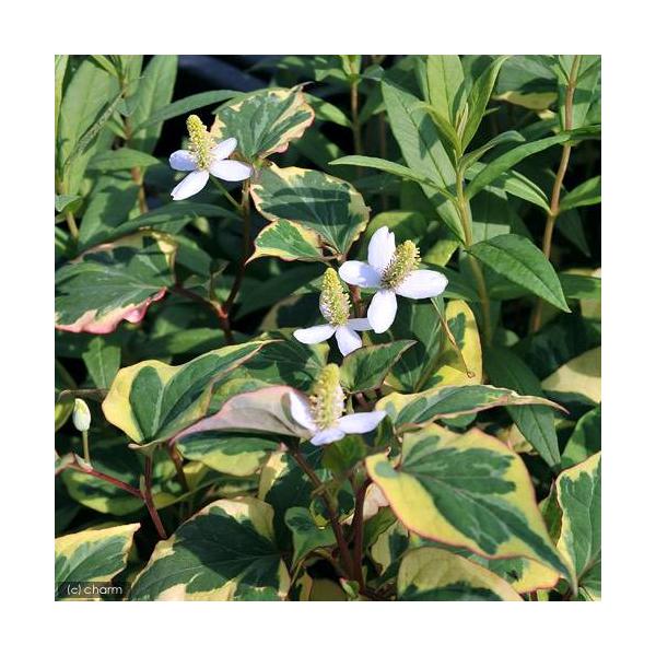 iR쑐jܐFhN_~ihN_~jRiP|bgjixԁj