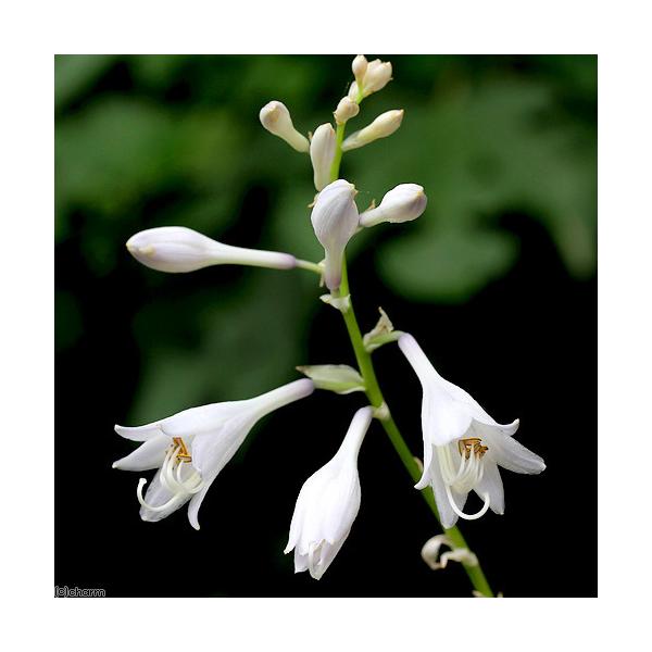 iR쑐jM{EVi[j@IIoM{EVit[AECj@RiP|bgjixԁj