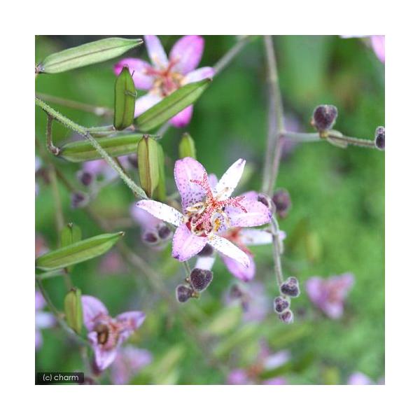 iR쑐jzggMXimCj@i킨܂@RiP|bgjixԁj