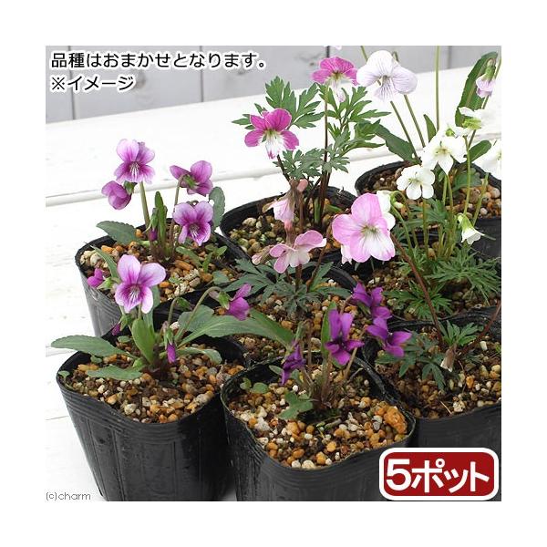 ガーデニング　山野草　Ｖｉｏｌａ　sumire_omakase　スミレ　すみれ　20140705　ＨＴ　gar0620_sanya　植物　植物生体　ガーデニング生体　snys_viola　育て方　育成方法　栽培方法　plant2017　bn...
