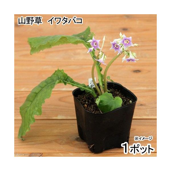 _gardening　ガーデニング　山野草　岩煙草　イワヂシャ　岩萵苣　イワタバコ　Ｃｏｎａｎｄｏｒｏｎ　ｒａｍｏｎｄｉｏｉｄｅｓ　20140708　ＮＴ　植物　植物生体　ガーデニング生体　ビバリウム　パルダリウム　育て方　育成方法　栽培方...