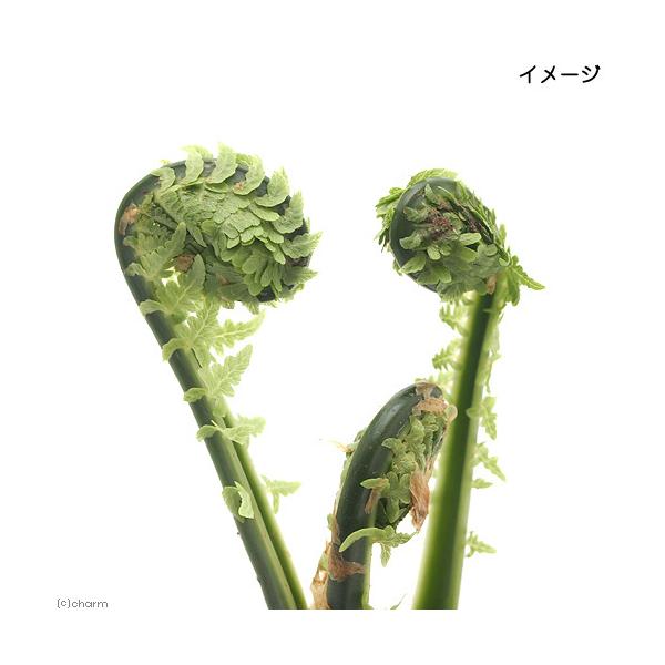 山野草 山菜 コゴミ クサソテツ ３ ４号 １ポット 家庭菜園 チャーム Charm Paypayモール店 通販 Paypayモール