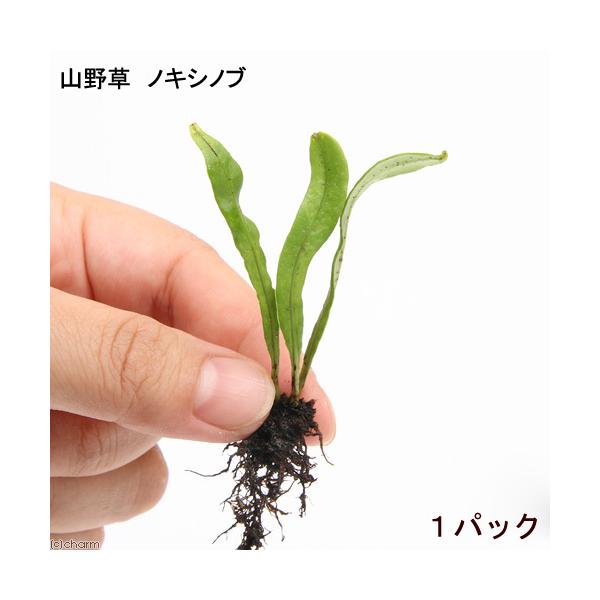 line2462terarium　_kame　_hachu　_gardening　ガーデニング　山野草　軒忍　イツマデグサ　カラスノワスレグサ　観葉植物　ビバリウム　アクアテラリウム　パルダリウム　水草　着生シダ　Lepisorus　thu...