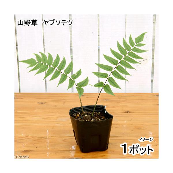 iR쑐jV_irju\eciMhSjRiP|bgjΐN