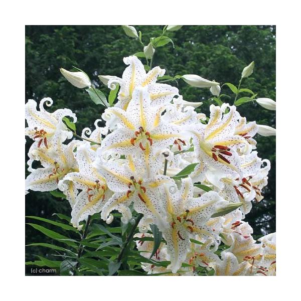 _gardening　ガーデニング　リリー　Ｌｉｌｉｕｍ　ａｕｒａｔｕｍ　20150309　NT　植物　植物生体　ガーデニング生体　育て方　育成方法　栽培方法　sanya201806　opa2_delete　ユリ　山野草　百合　y22m01...