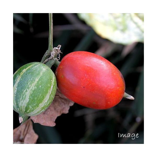 ガーデニング　山野草　カラスウリ　烏瓜　玉章　たまずさ　ツチウリ　キツネノマクラ　ヤマウリ　Ｔｒｉｃｈｏｓａｎｔｈｅｓ　ｃｕｃｕｍｅｒｏｉｄｅｓ　20140824　ＭＳ　ＨＴ　gar_sanya1410　植物　植物生体　ガーデニング生体　育...