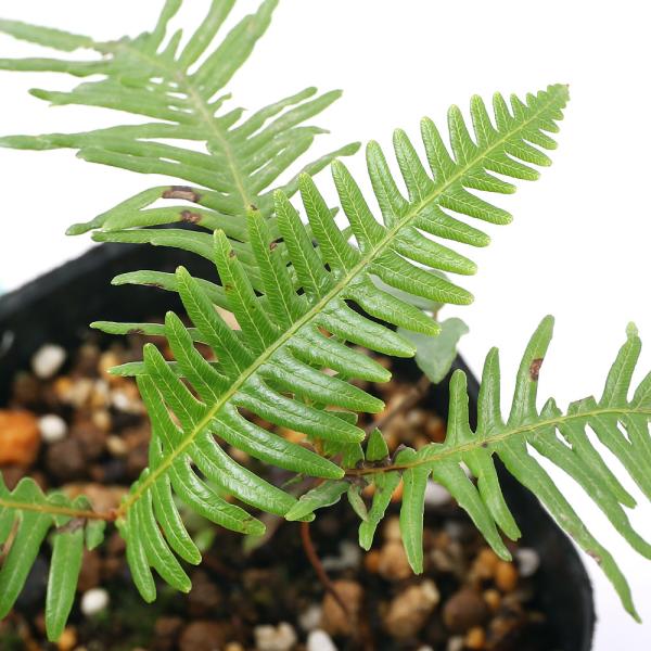 山野草　シダ　羊歯　クラガリシダ　長野県産　胞子培養株 チャーム（ペット） （山野草）シダ（羊歯）コシダ（小羊歯）3