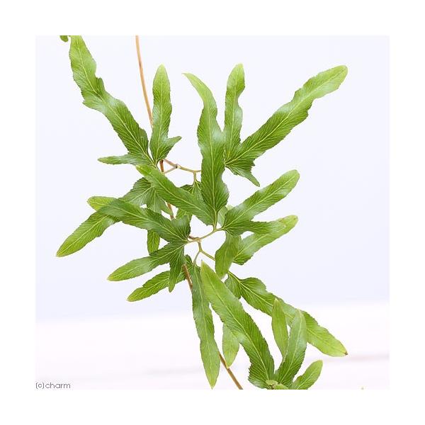 iR쑐jV_irjJjNTi嵑@cVmuj@RiP|bgjhixԁj