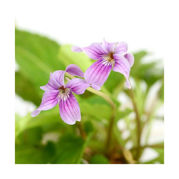 iR쑐jX~i俁jELERX~i俁j@ԐF܂@QDT`R@iP|bgjixԁj