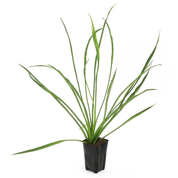 _aqua　_gardening　ビオトープ　オモダカ　ガーデニング　水辺植物　その他水辺植物　all_plants　育て方　育成方法　栽培方法　抽水植物　opa2_delete　pointyh50604seitai　pointrk5060...