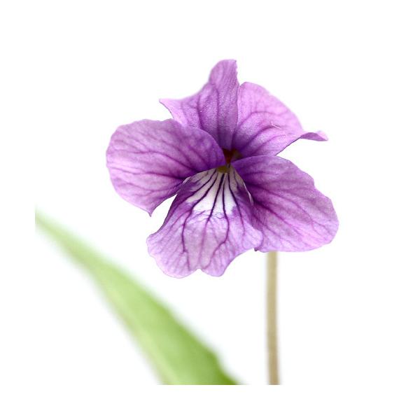 _gardening　ガーデニング　山野草　小菫　ヴィオラ　Viola　ｙｅｄｏｎｅｎｓｉｓ　20150422　ノジスミレ　野路菫　３号　１ポット　観葉　すみれ　花壇苗　花苗　菫　ＮＫＢ　植物　植物生体　ガーデニング生体　育て方　育成方法　...