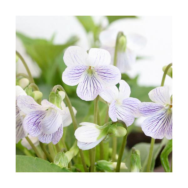 iR쑐jX~i俁jAAPX~iL俁jQDT`RiP|bgjixԁj