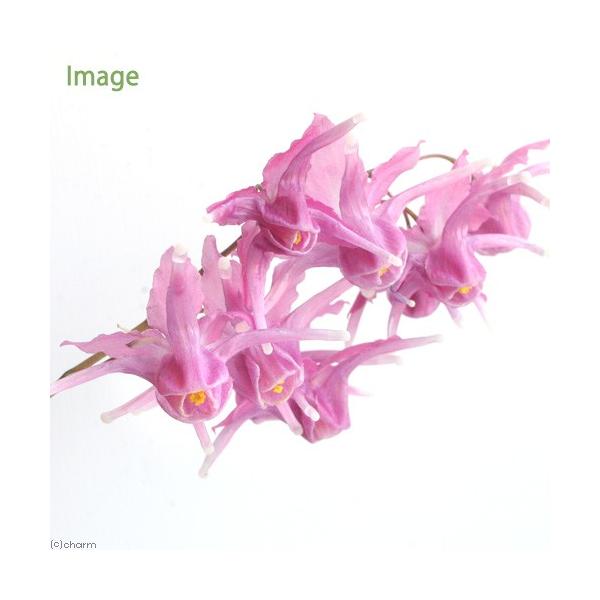 iR쑐jCJ\Ei@dji킨܂ELڂȂ@RiP|bgjixԁj