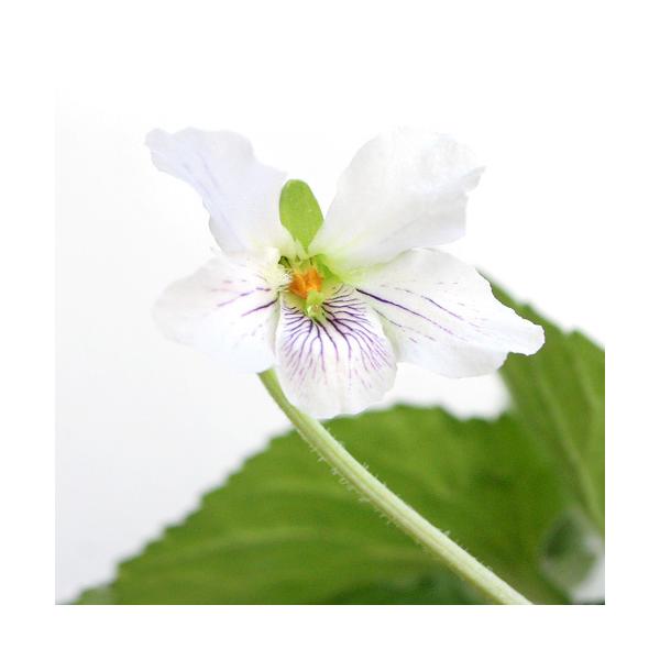 山野草 ヒカゲスミレ 日陰菫 ３号 １ポット チャーム Charm Paypayモール店 通販 Paypayモール