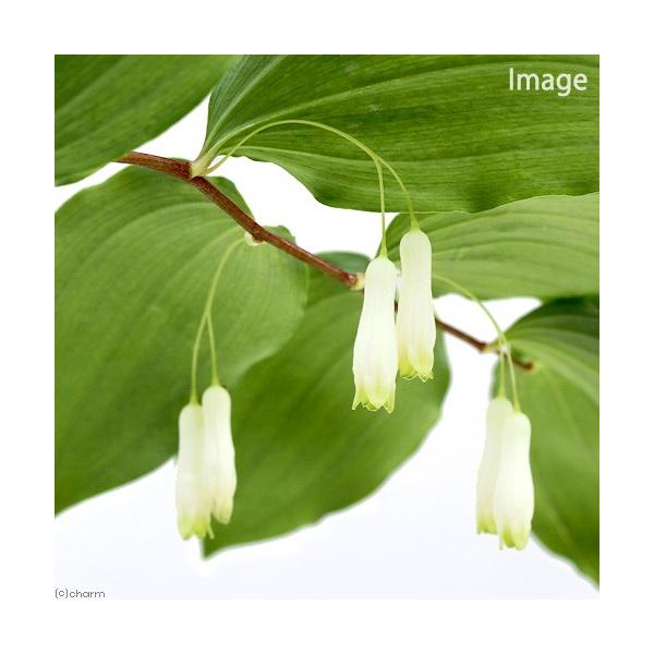 iR쑐j~}iRi[RqSj@RiP|bgjixԁj